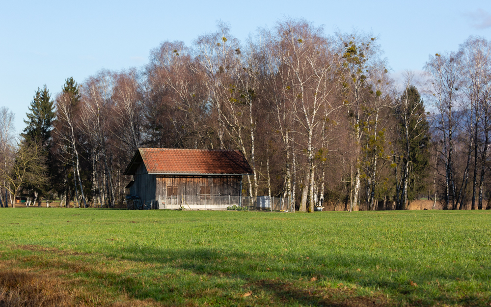 Lauteracherried im Jänner 12